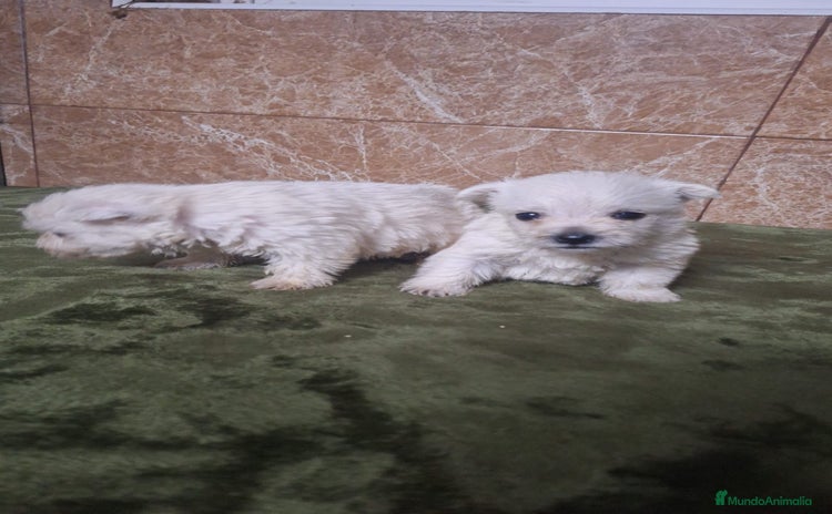West Highland White Terrier perros - Propaganda 2