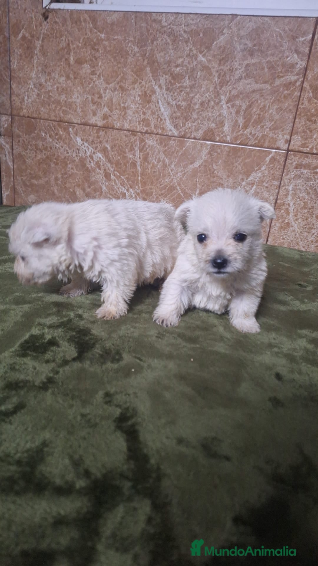 West Highland White Terrier perros en venta: WESTY - Imagen 1
