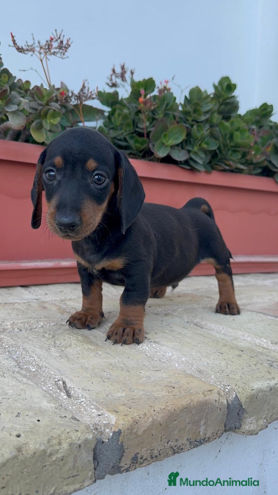 Teckel Miniatura perros TECKEL MINIATURA - Anuncio 2