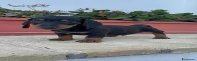 Teckel Miniatura 1