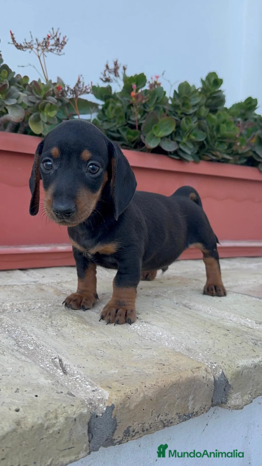 Teckel Miniatura perros en venta: TECKEL MINIATURA - Anuncio 2