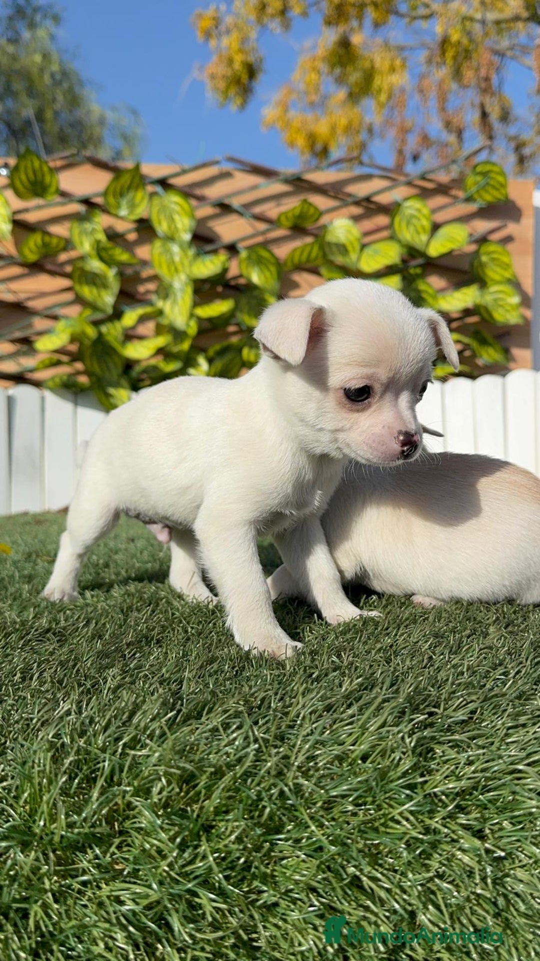 Chihuahua perros en venta: CHIHUAHUA MACHO - Anuncio 21