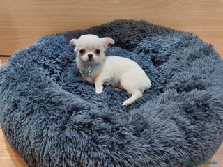 Chihuahua perros en Barcelona - Anuncio 17