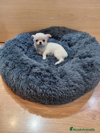 Chihuahua perros en Barcelona - Anuncio 19