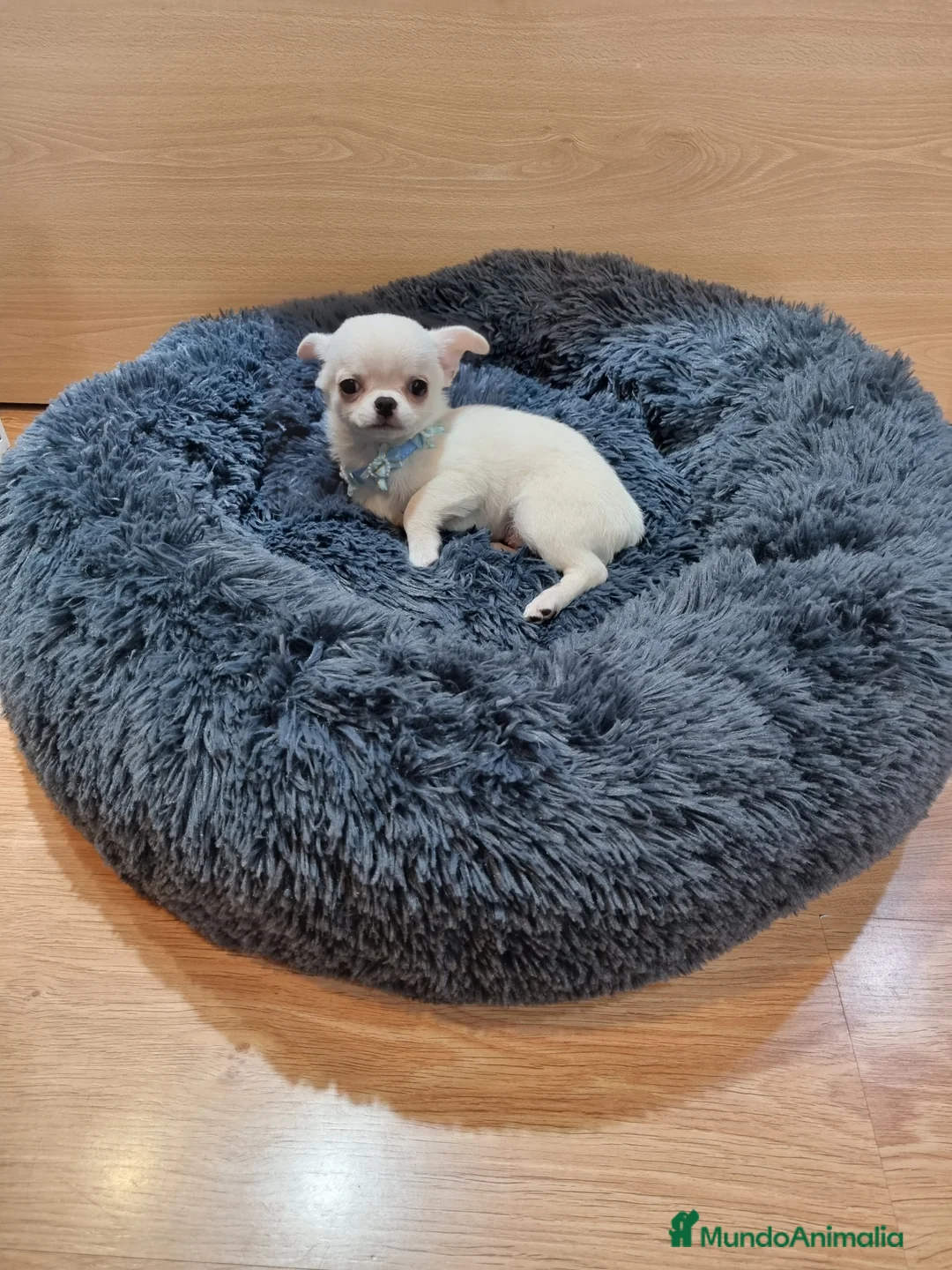 Chihuahua perros en venta: Chihuahua precioso en Barcelona - Anuncio 1