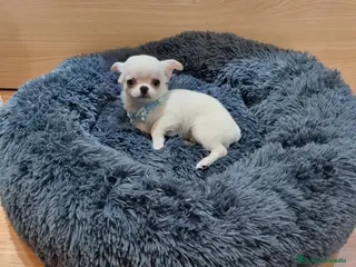 Chihuahua perros Chihuahua precioso en Barcelona - Anuncio 31