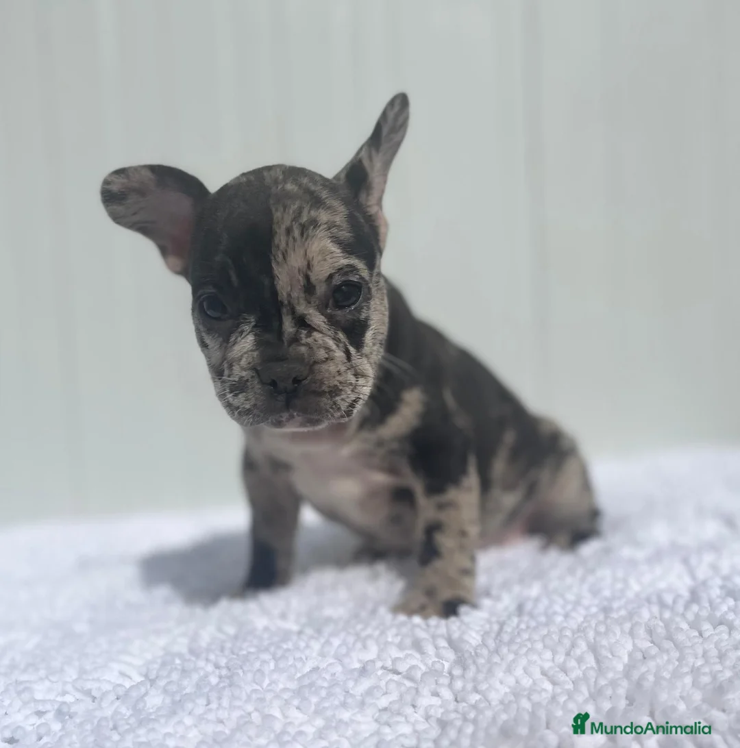 Bulldog Francés perros en venta: Cachorrita de Bulldog francés Merle blue  - Anuncio 6