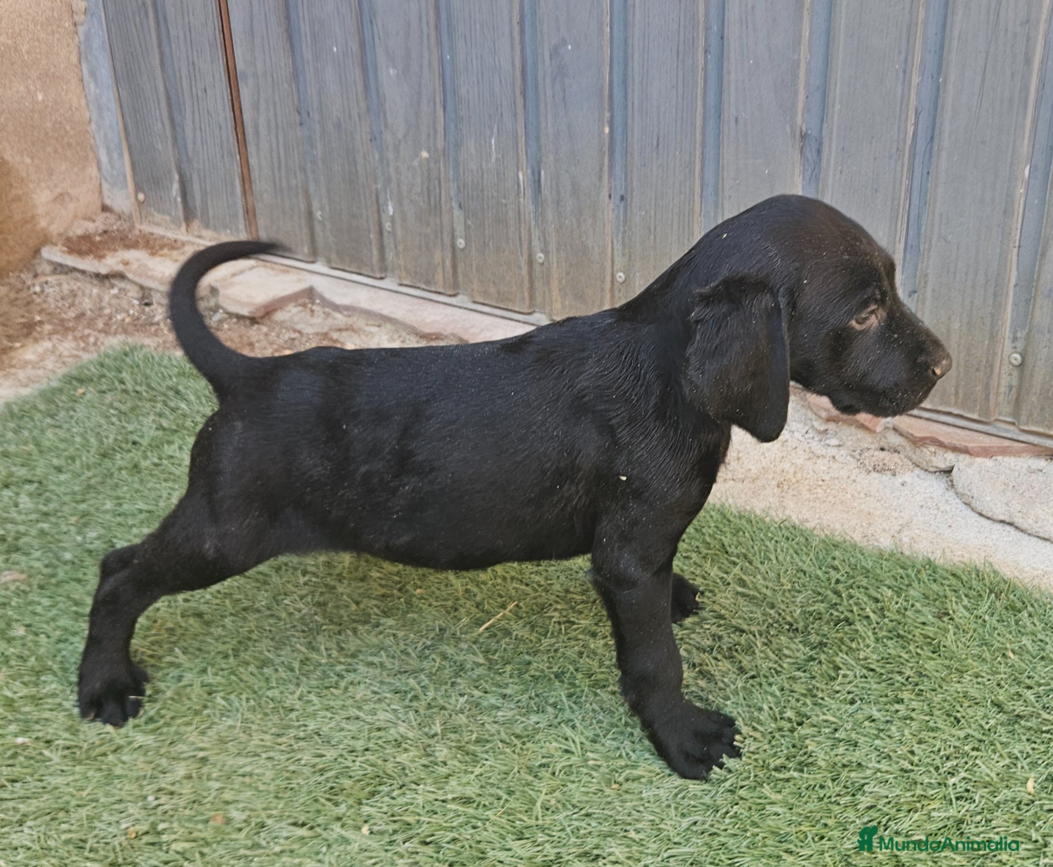 Braco Alemán de Pelo Corto perros Cachorro braco aleman - Anuncio 26