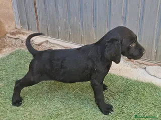 Braco Alemán de Pelo Corto perros Cachorro braco aleman - Anuncio 2
