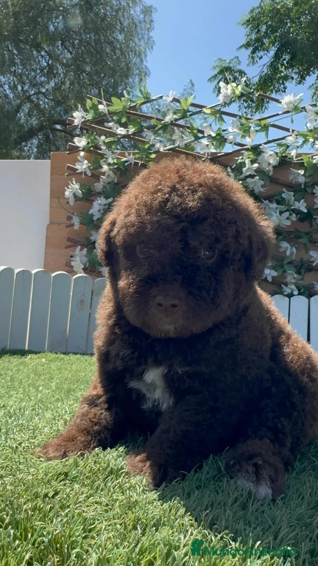 Perro de Agua Español perros en venta: PERRO DE AGUA ESPAÑOL - Anuncio 35