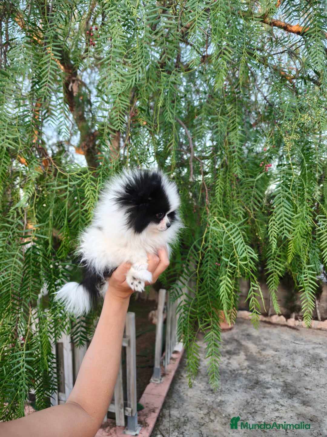 Pomerania perros en venta: Pomerania oso panda  - Imagen 2