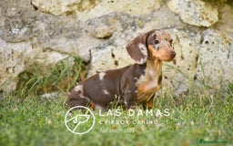 Teckel perros en venta: Teckel 🌭 Pequeños de patas, grandes de alma en Burgos - Imagen 7
