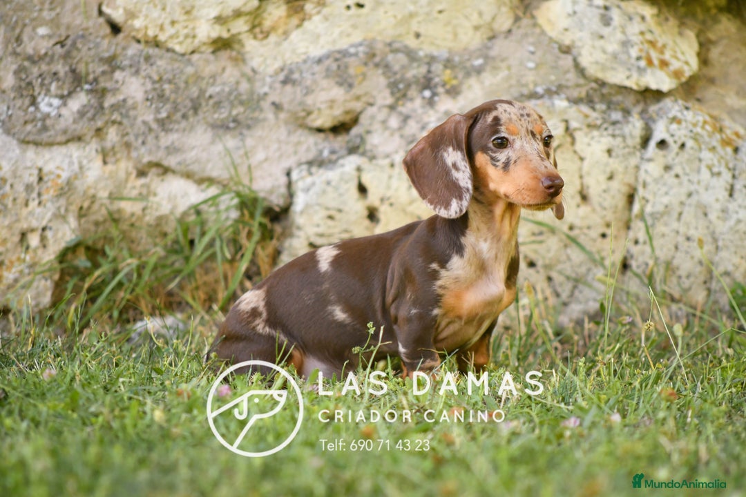 Teckel perros en venta: Teckel 🌭 Pequeños de patas, grandes de alma en Burgos - Imagen 7