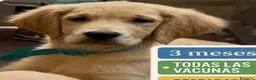 Golden Retriever perros en venta: Golden retriever hembra  - Anuncio 3