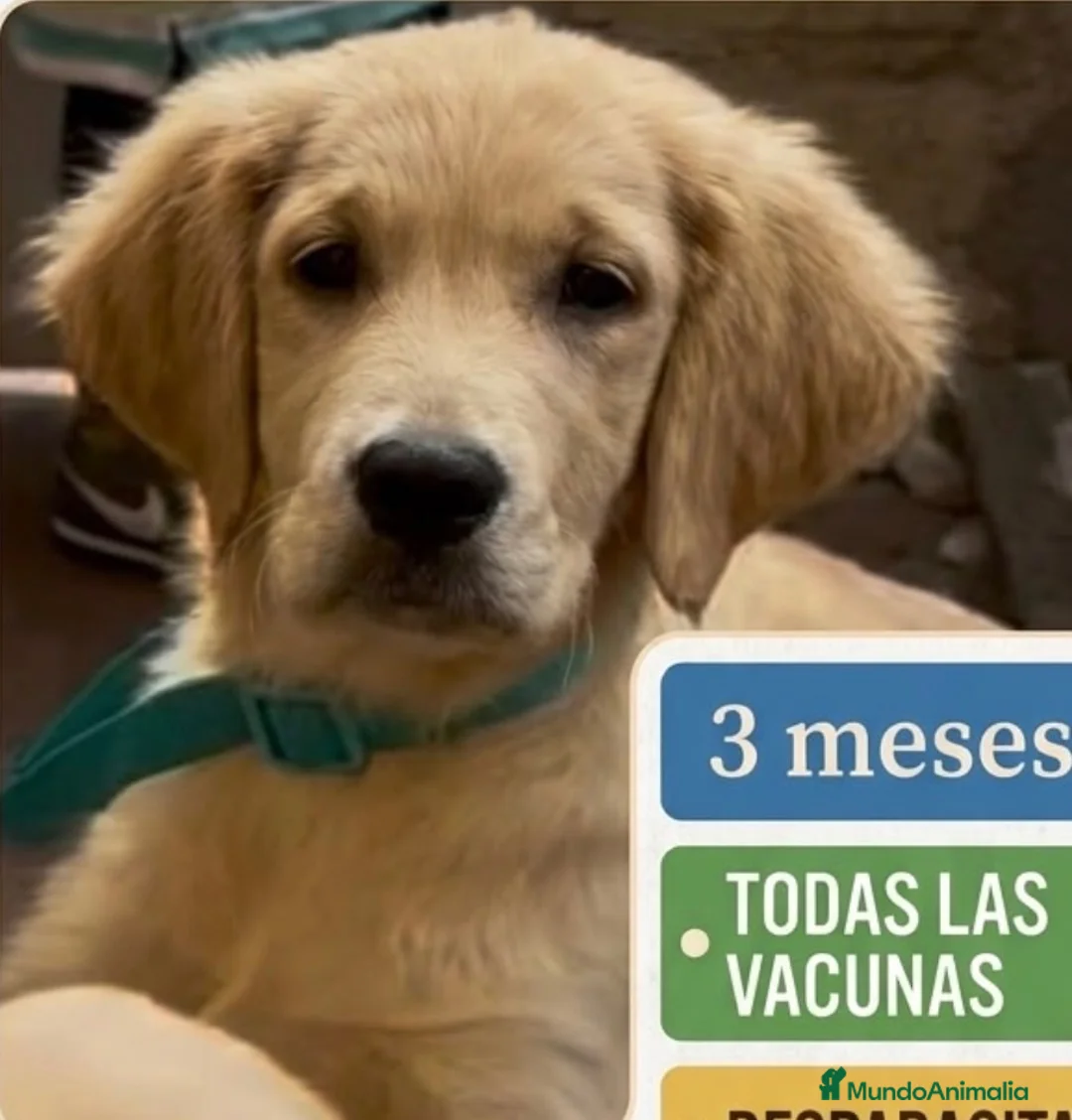 Golden Retriever perros en venta: Golden retriever hembra  - Anuncio 3