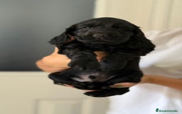 Cocker Spaniel Americano perros en venta: Cocker spanier black tan y negro - Imagen 2