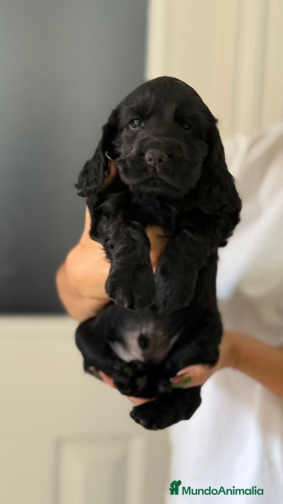 Cocker Spaniel Americano perros en venta: Cocker spanier black tan y negro - Imagen 2