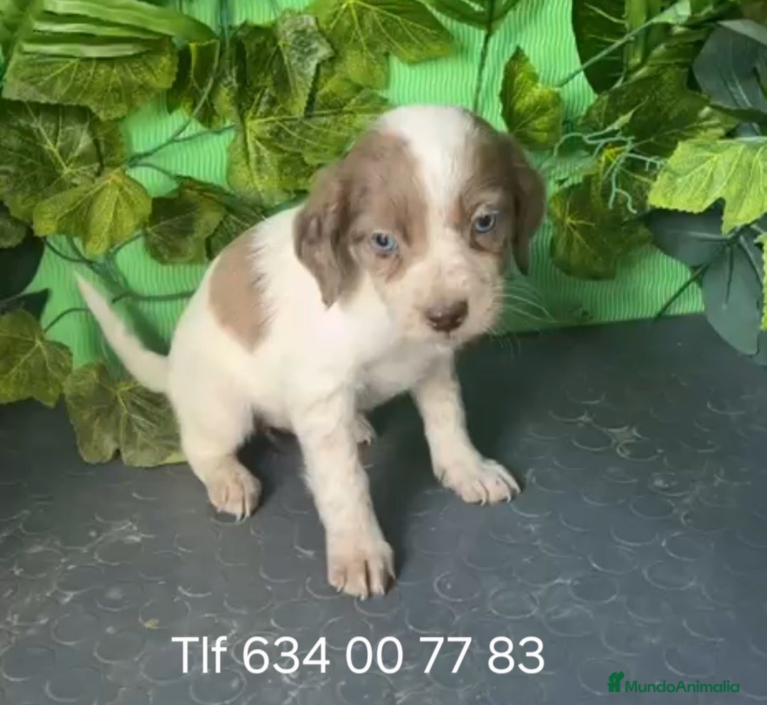 Raza Mixta perros en venta: Excelentes border con Bretón  - Anuncio 2