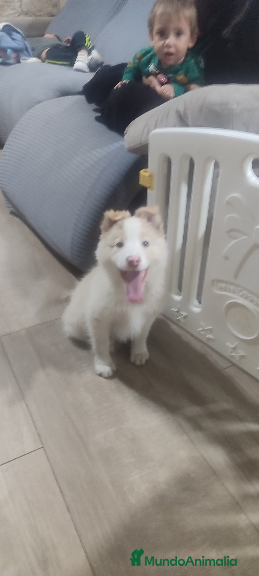 Border Collie perros en venta: Border collie - Anuncio 3