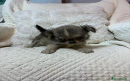 Chihuahua perros en venta: Chihuahua toy pelo largo  - Imagen 1