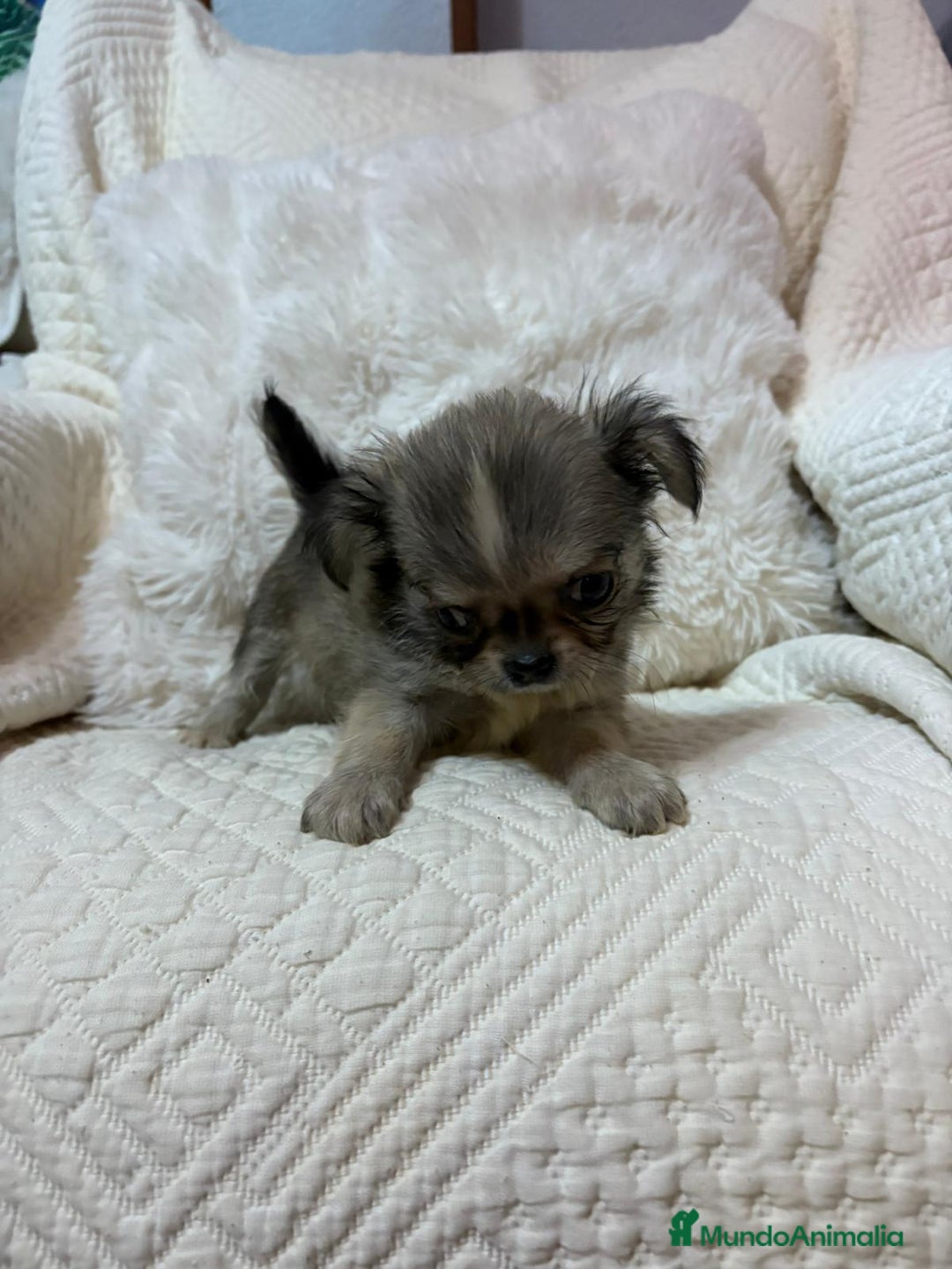Chihuahua perros en venta: Chihuahua toy pelo largo  - Imagen 1