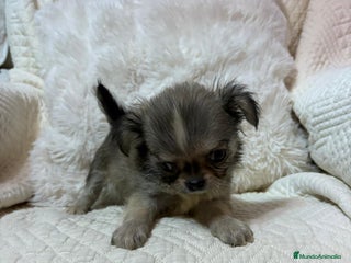 Chihuahua perros - Anuncio 2