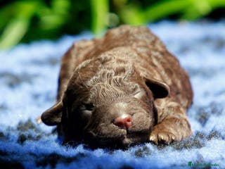 Perro de Agua Español perros Exclusiva camada de Perro de agua español - Anuncio 23