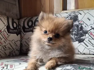 Pomerania perros Cachorritos de Pomerania Preciosos 🐶❤️ - Anuncio 1