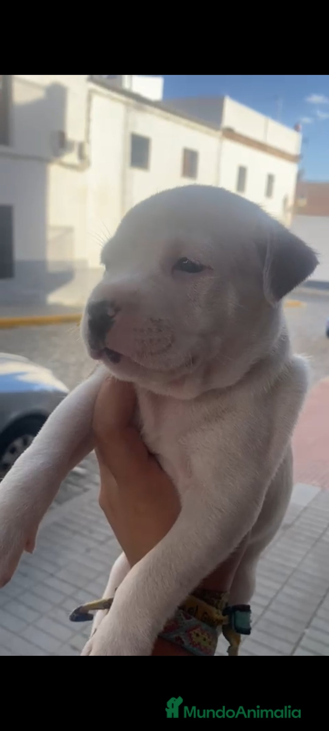 American Staffordshire-Terrier perros en venta: Última pareja de american stanfor!! - Imagen 1