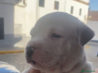 American Staffordshire-Terrier perros - Anuncio 3
