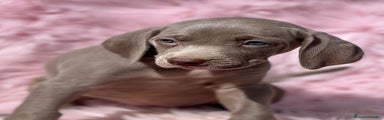Weimaraner Cachorro 1