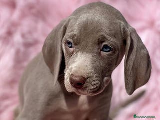 Weimaraner perros Braco weimar hembra en Barcelona - Anuncio 4