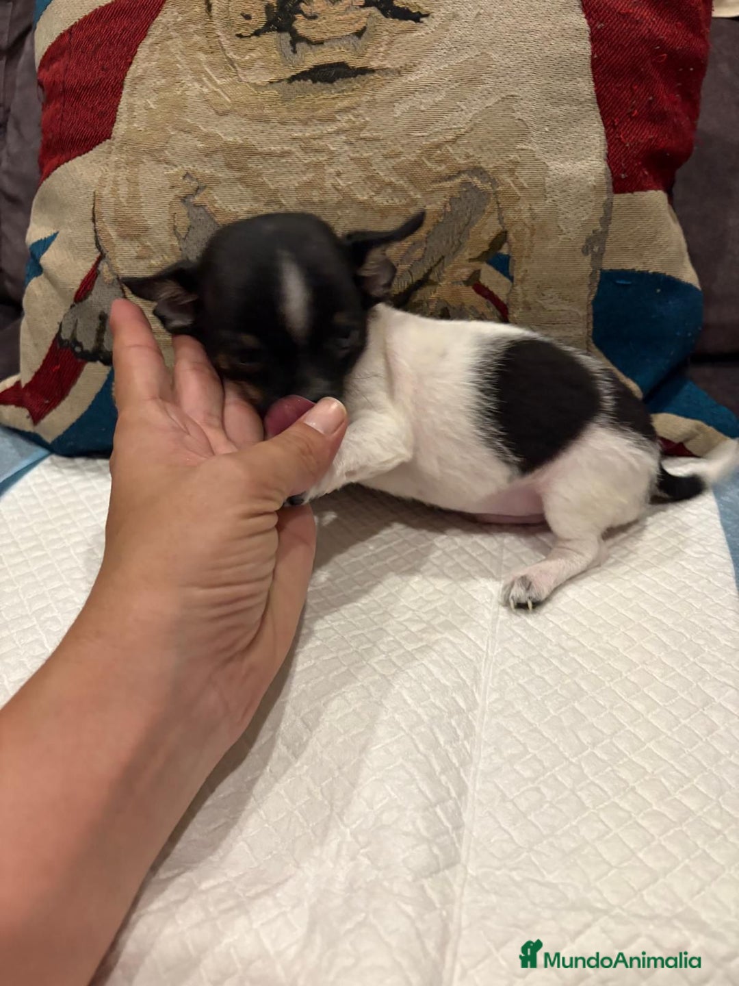Chihuahua perros en venta: Chihuahua ruso micro - Imagen 5