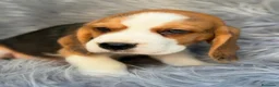 Beagle perros en venta: BEAGLE TRICOLOR  - Anuncio 3