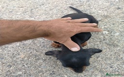 Teckel perros en venta: Cachorritos de teckel  - Imagen 3