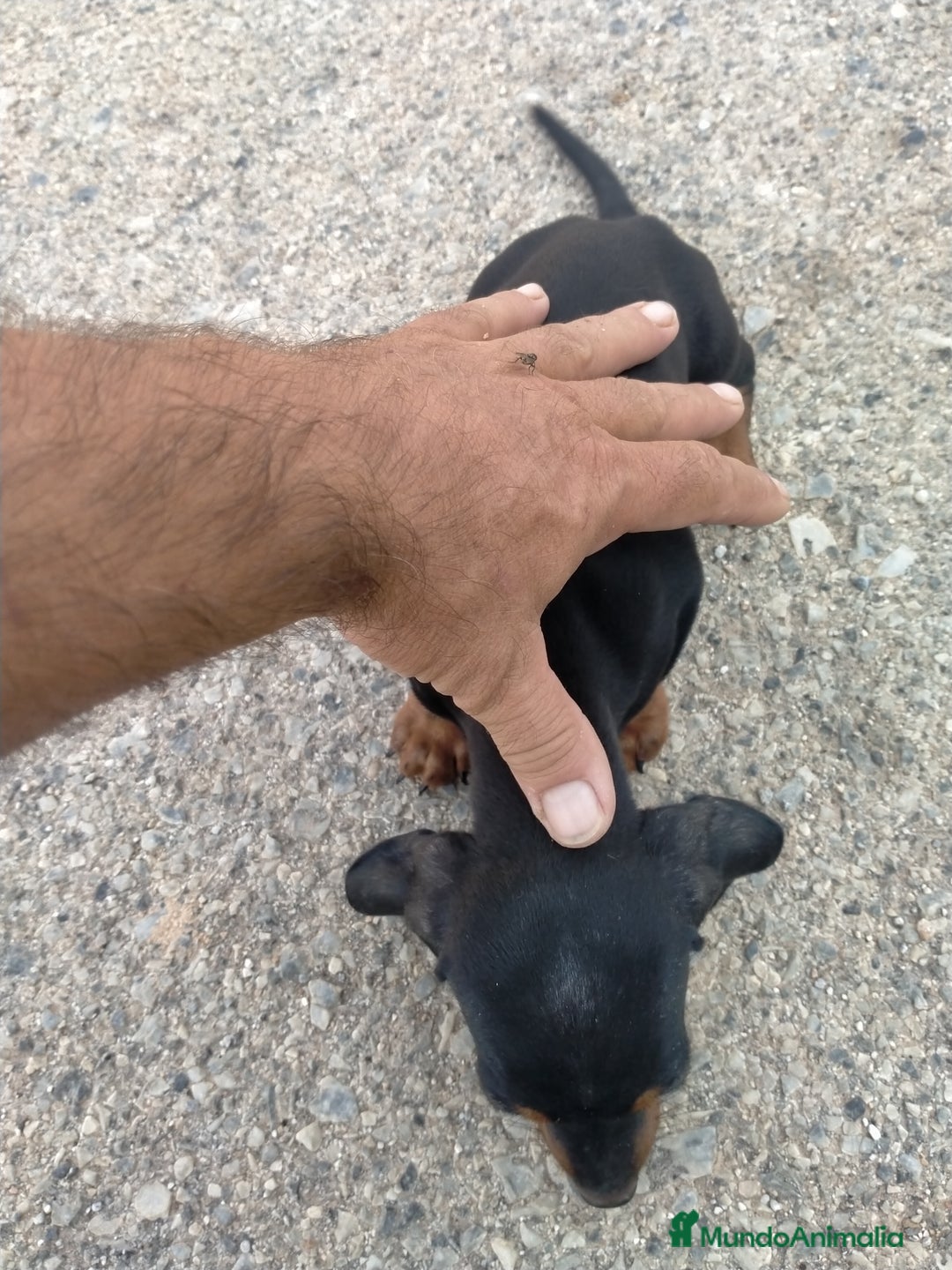 Teckel perros en venta: Cachorritos de teckel  - Imagen 3