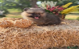 Pomerania perros en venta: Pomerania macho color sable disponible  - Imagen 2