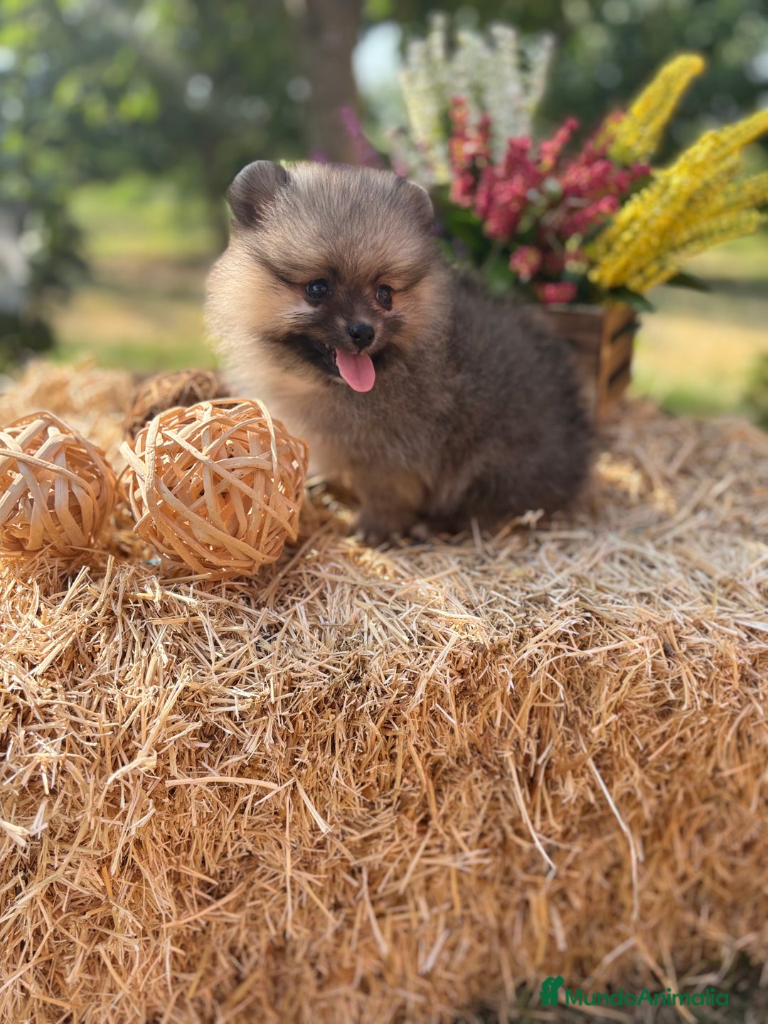 Pomerania perros en venta: Pomerania macho color sable disponible  - Imagen 2