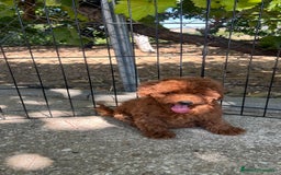 Caniche Toy perros en venta: Caniche toy  - Imagen 1