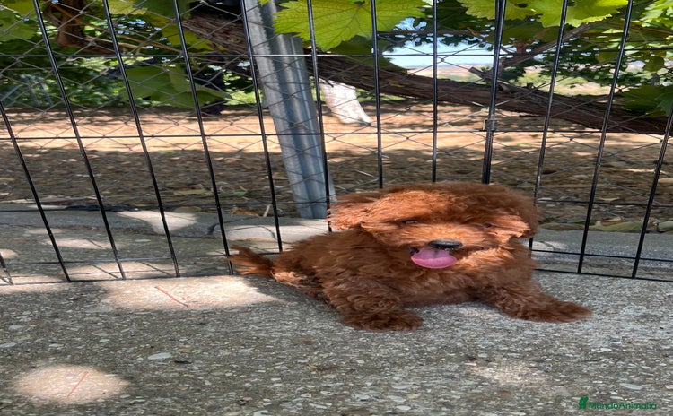 Caniche Toy perros - Anuncio 3
