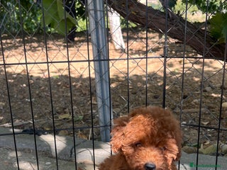 Caniche Toy perros - Anuncio 6