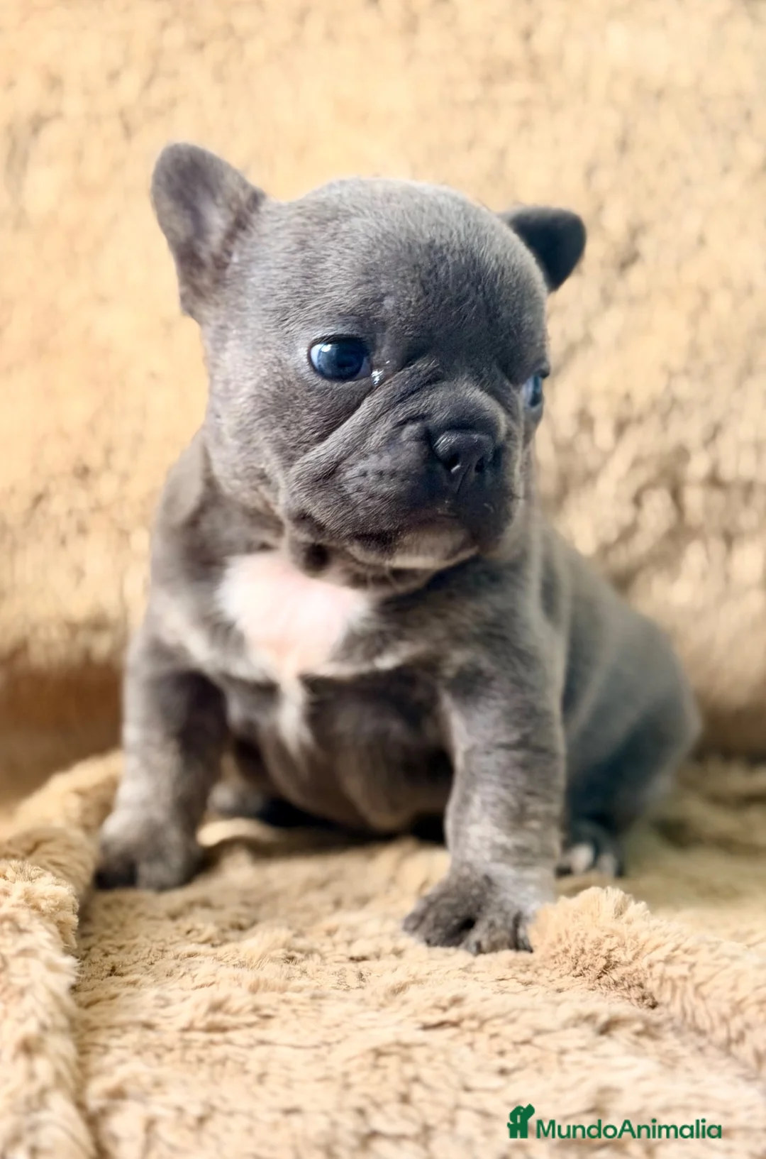 Bulldog Francés perros en venta: PRECIOSA HEMBRA DE BULLDOG FRANCÉS  EXÓTICA  - Anuncio 2