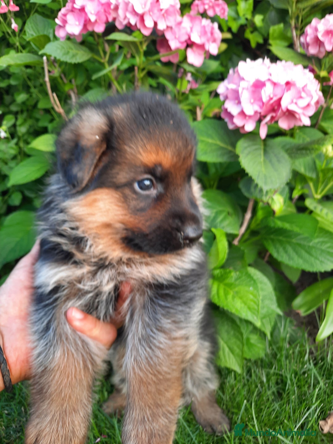 Pastor Alemán perros en venta: Pastores alemanes  - Imagen 6