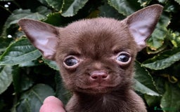 Chihuahua perros en venta: Benidorm CARABY CHIHUAHUAS  en Alicante - Imagen 3