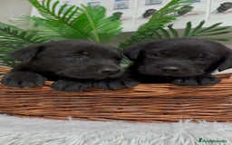 Labrador Retriever perros en venta: LABRADOR MACHO - Imagen 6