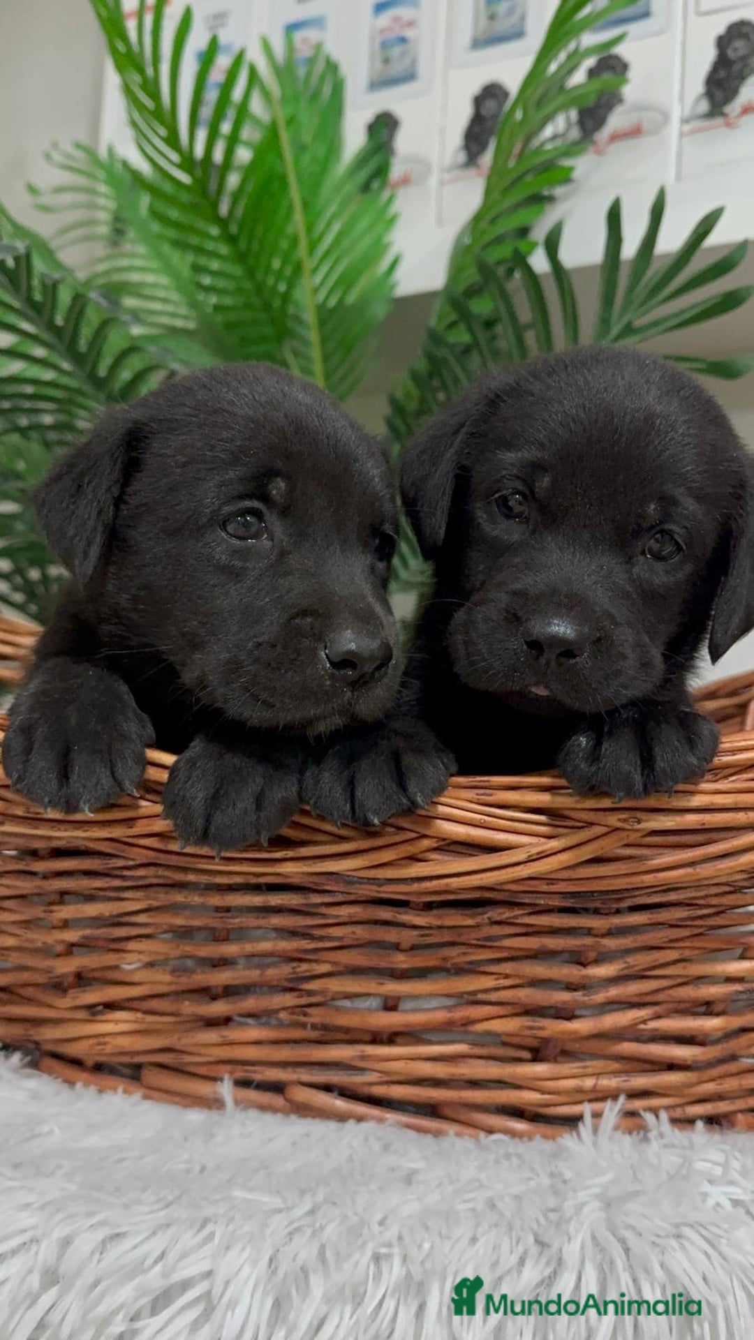 Labrador Retriever perros en venta: LABRADOR MACHO - Imagen 6