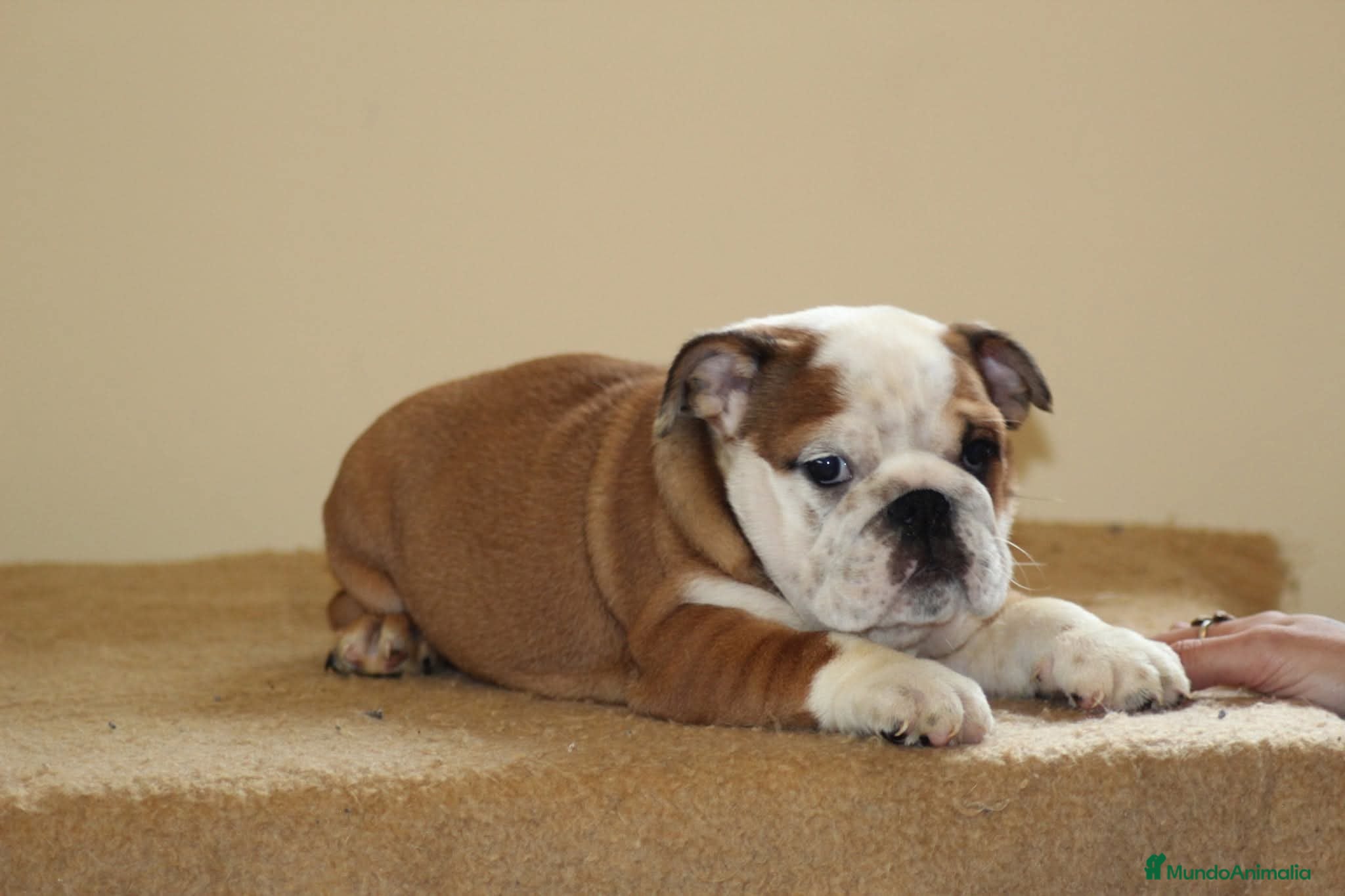 Bulldog Inglés perros Bulldog ingles HEMBRA  - Anuncio 12