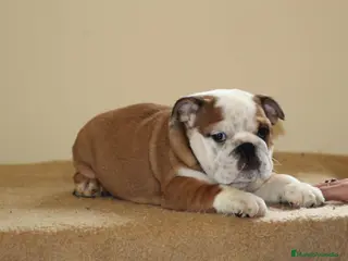 Bulldog Inglés perros Bulldog ingles HEMBRA - Anuncio 12