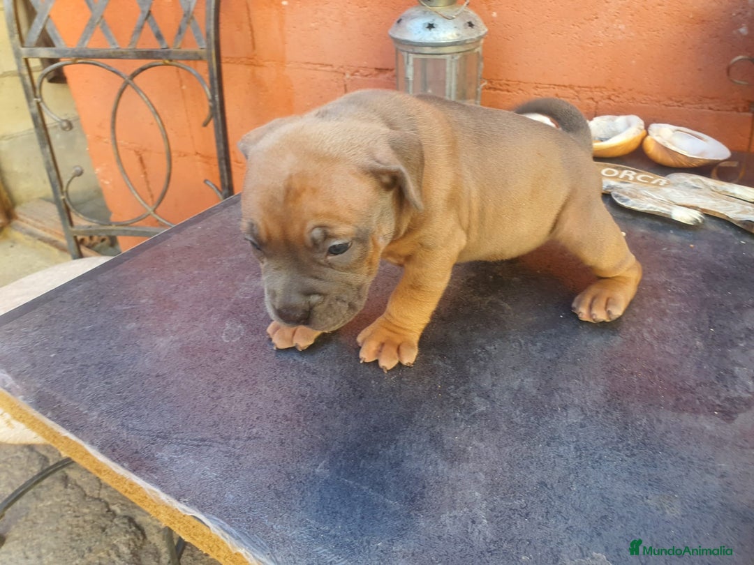 American Bully perros en venta: América bully  - Imagen 3