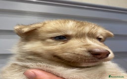 Husky Siberiano perros en venta: ULTIMO HUSKY y ULTIMA  ALASKA MALAMUTE  - Imagen 12